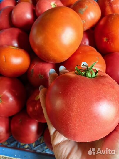 Помидоры домашние