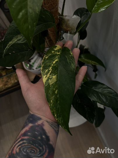 Эпипремнум пиннатум вайт, сансевиерия ханни