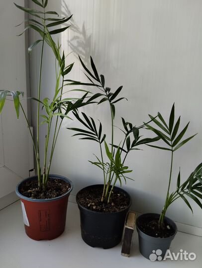 Пальма Хамедорея