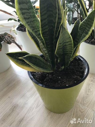 Сансевиерия сортовая