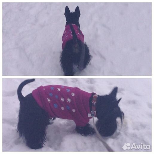 Свитер для Любимой собаки