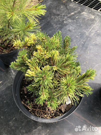 Сосна горная Милки Вей, Панох