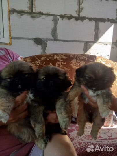 Щенки пекинеса