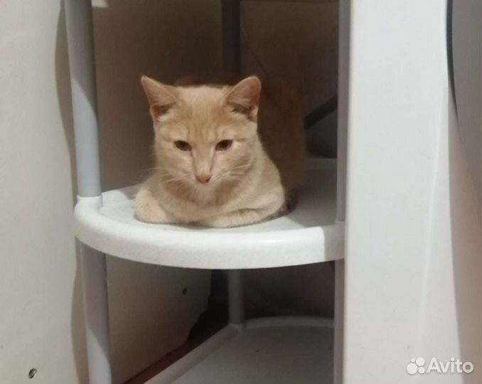 Молоденькая кошечка 6 месяцев