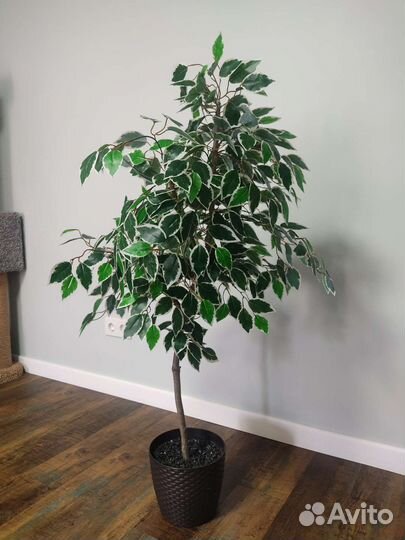 Фикус бенджамина искусственный