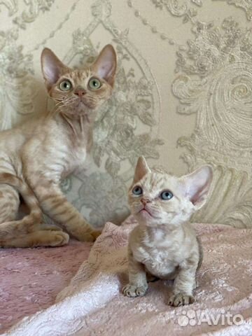 Девон-рекс маленькие и большие