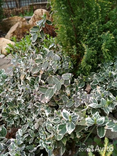 Очиток камчатский, бересклет