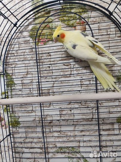 Попугай Корелла с клеткой