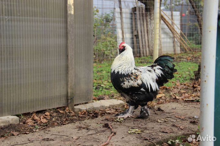 Петухи фавероль 6 месяцев