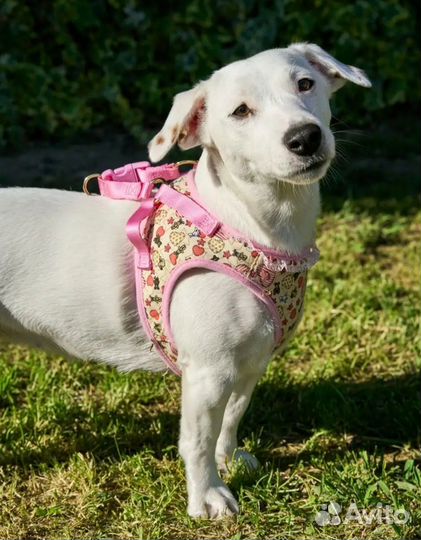 Мягкая шлейка жилетка с поводком Japan premium pet