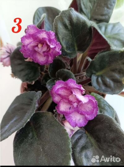 Фиалка, укорененные листочки (детки)