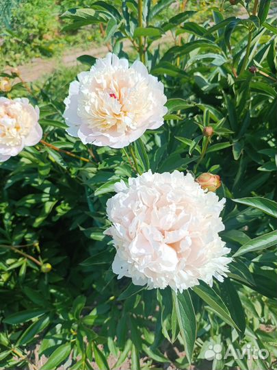 Продам пионы