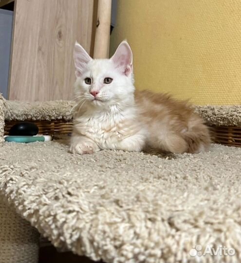 Котик мейн-кун