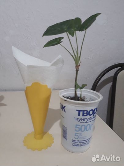 Сингониумы и драцена