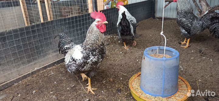 Петухи доминант