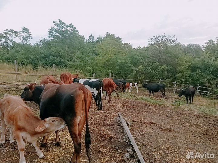 13 Г, 7коров, 2 бык,1,5г 4 тел,5-6м,3б1т