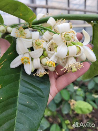 Цитрусовые растения