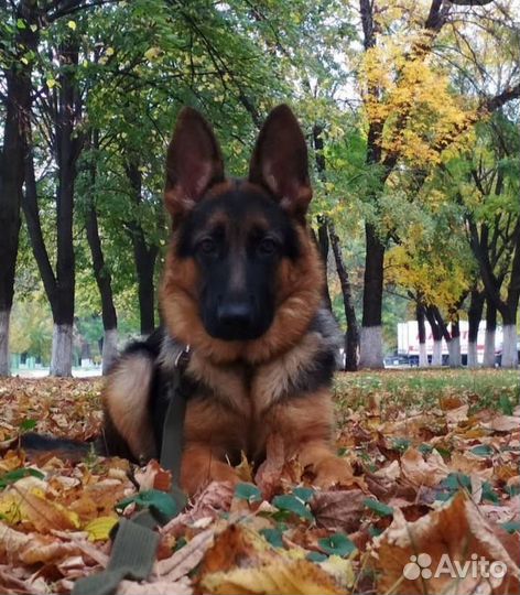 Дрессировка собак