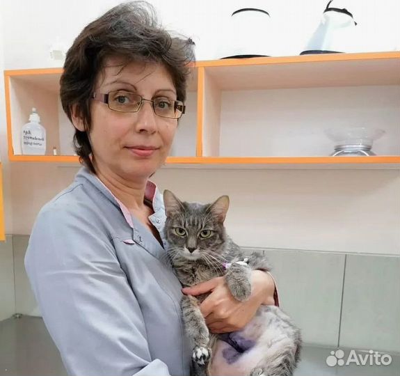 Скорая ветеринарная помощь. Ветеринарный врач