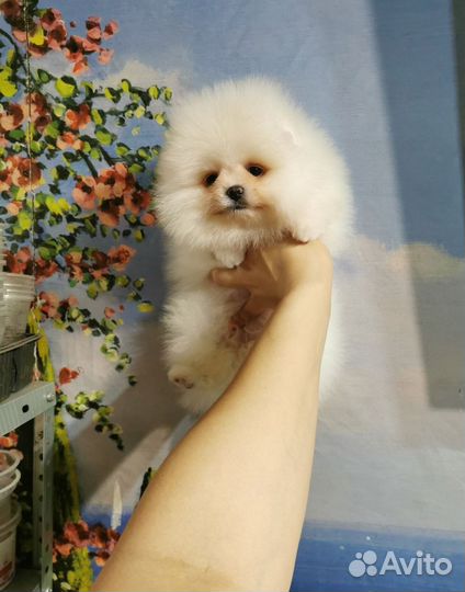 Девочка шпиц