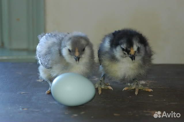 Яйца на инкубацию