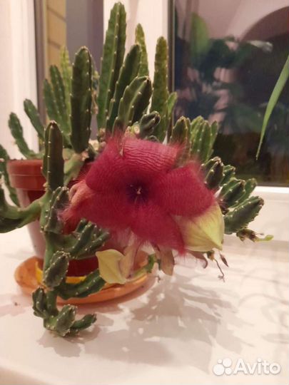 Кактус стапелия