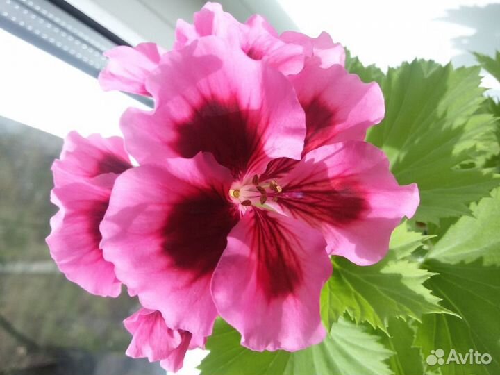 Пеларгония королевская