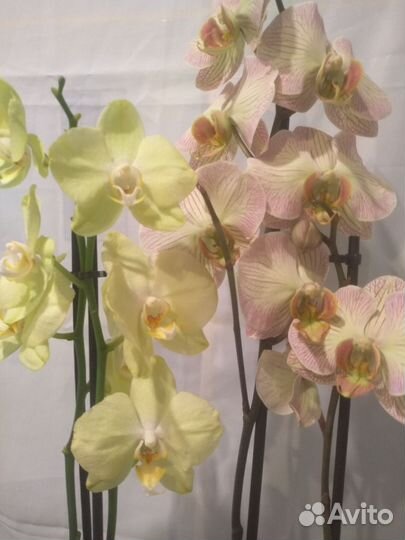 Коллекционные орхидеи