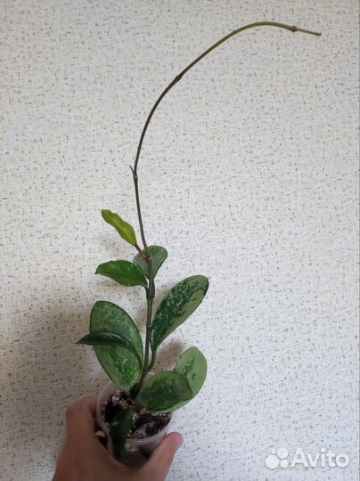 Хойя много сортов