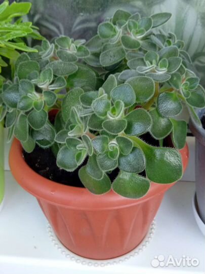 Аихризон дерево любви и счастья