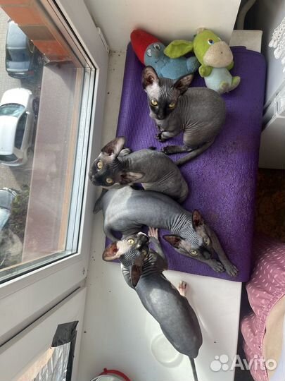 Канадский сфинкс