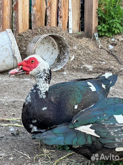 Селезень индоутки