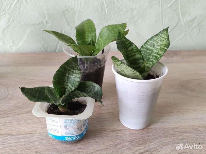 Сансевиерия