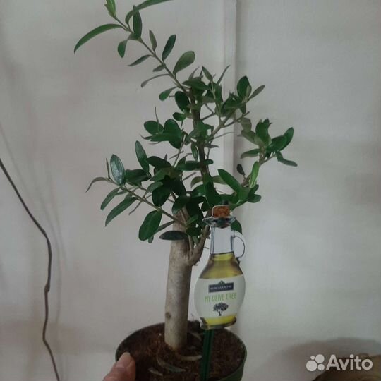 Оливковое дерево