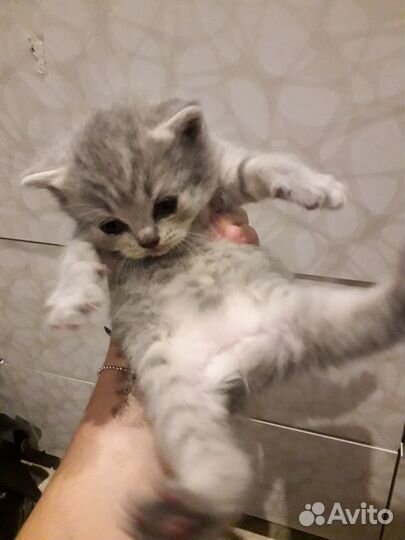 Кошка в дар