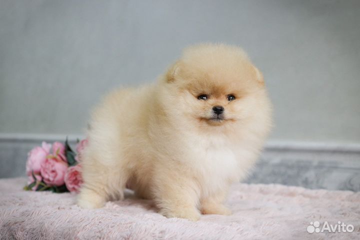 Померанский шпиц медвежьего типа девочка