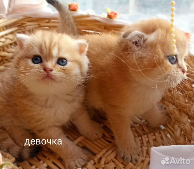 Золотые малыши