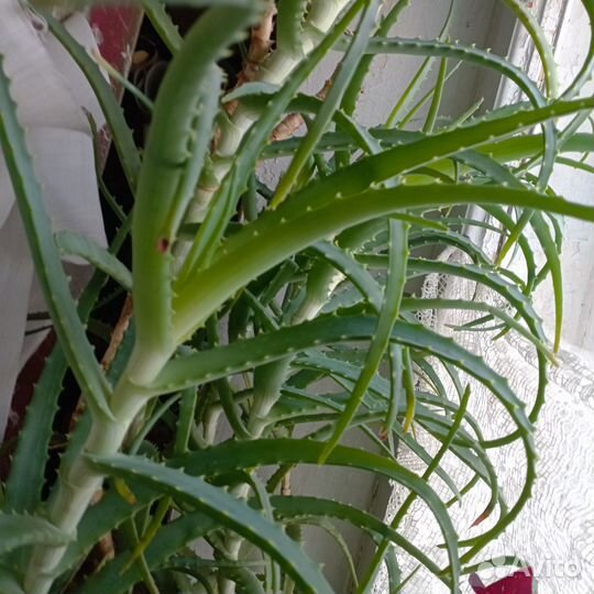 Алое столетник на срез