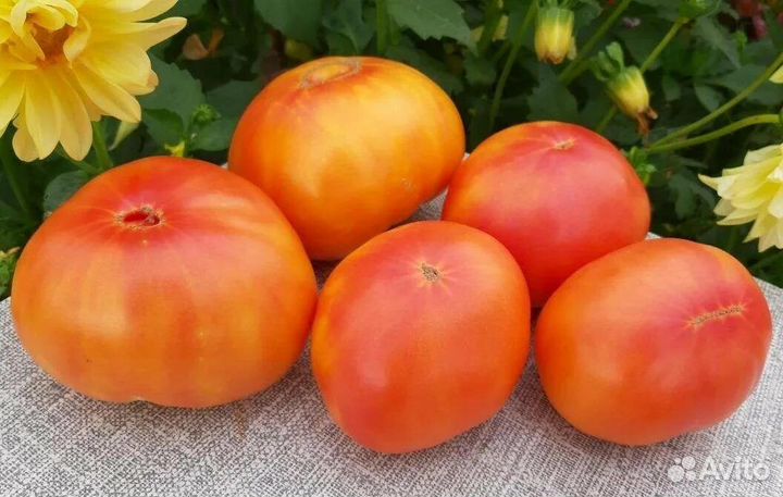 Семена сортовых томатов