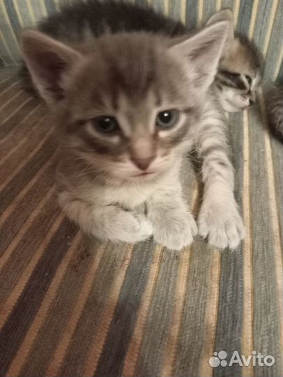 Котята в добрые руки даром