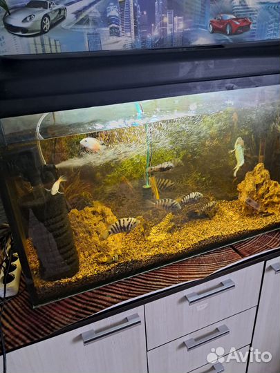 Аквариум