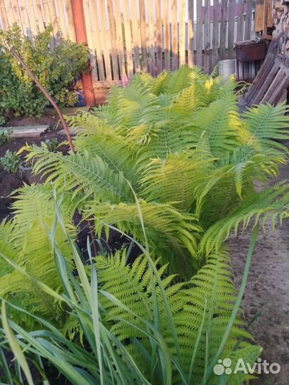 Папоротник садовый