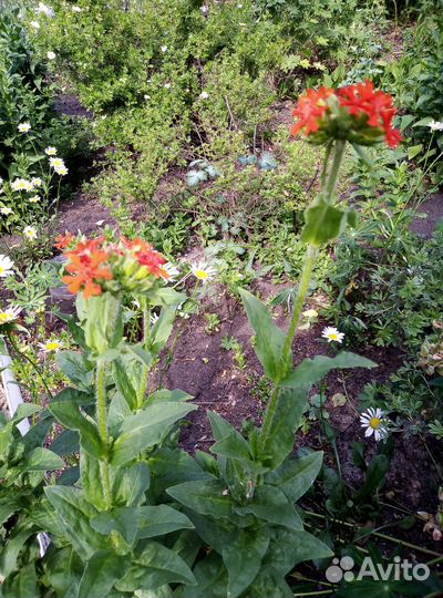 Лихнис халцедонский красный/в компл несколько раст