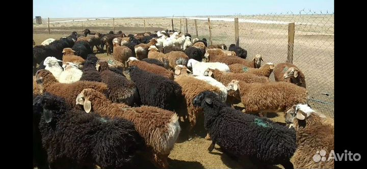 Овцы бараны ягнята