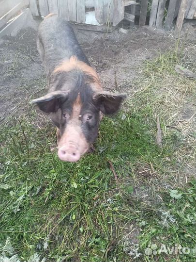 Хряк дюрок окажет услугу