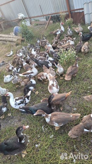 Селезни индоутки, продам