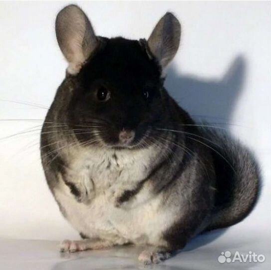 Шиншилла