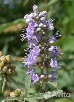 Саженцы банана небраски (азимина), витекс, гинкго