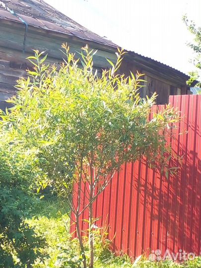 Ива шаровидная. Саженцы