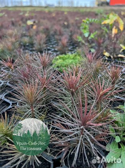 Сосна зкс окс сеянцы Ель Лиственница Голуб Горная